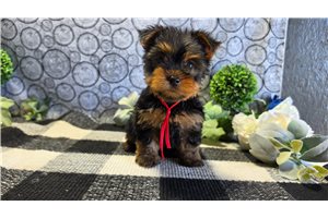 Selah - puppy for sale