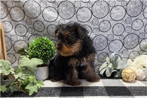Harper - Yorkshire Terrier - Yorkie for sale