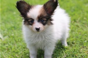 Tyne - Papillon for sale