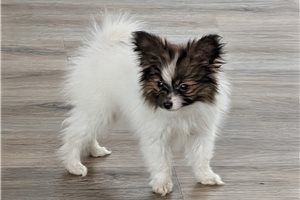 Unno - Papillon for sale
