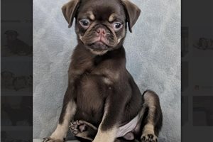 Chino - Pug for sale
