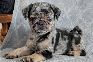 Truffles - Pug for sale