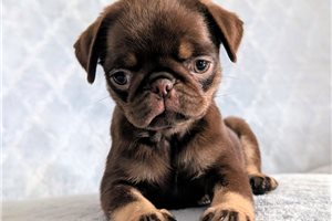 Nutella - Pug for sale