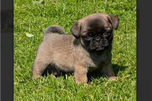 Leo | Puppies For Sale at Pawrade