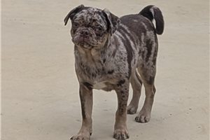Reeses - puppy for sale