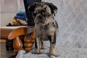 Chutney - Pug for sale
