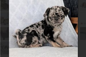 Eclair - Pug for sale