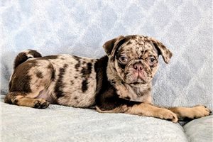 Reeses - Pug for sale