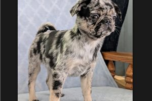 Truffles - Pug for sale