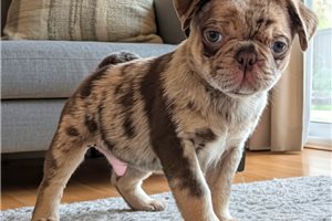 Reeses - Pug for sale