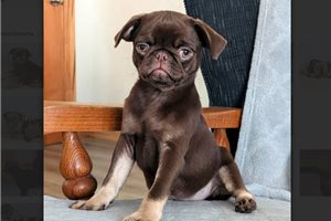 Chai - Pug for sale