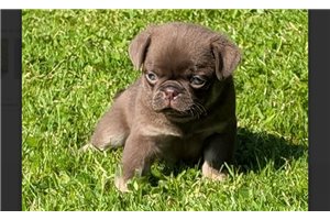 Thunder | Puppies For Sale at Pawrade