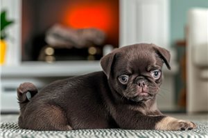 Chai - Pug for sale
