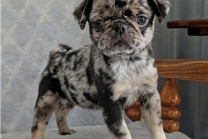 Eclair - Pug for sale