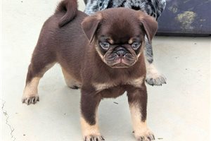 Chino - Pug for sale