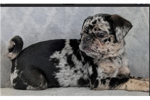 Chutney - Pug for sale