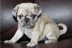 Smoothie - Pug for sale