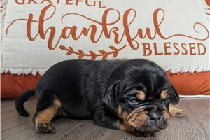Waffles - Puggle for sale