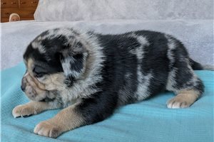 Burrito - Puggle for sale
