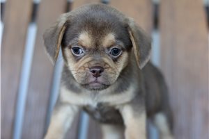 Wayne - Puggle for sale
