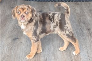 Mocha - Puggle for sale