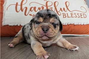 Cheerio - Puggle for sale