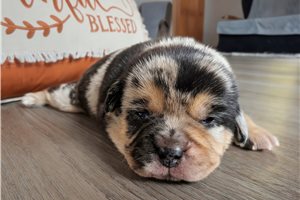 Burrito - Puggle for sale