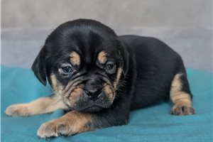 Waffles - Puggle for sale