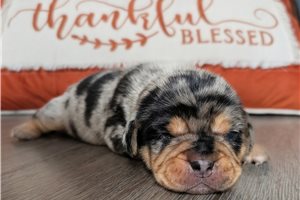 Muffin - Puggle for sale