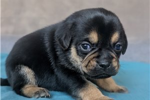 Gravy - Puggle for sale