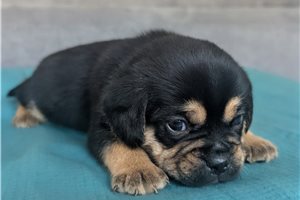 Biscuit - Puggle for sale