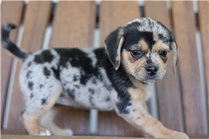 Lila - Puggle for sale