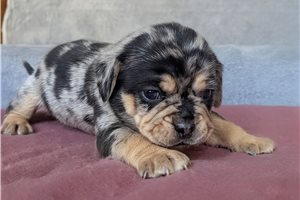 Muffin - Puggle for sale