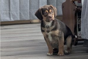 Hershey - Puggle for sale