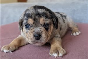 Cheerio - Puggle for sale