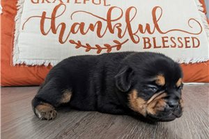 Gravy - Puggle for sale