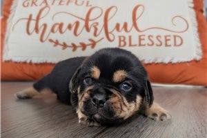 Biscuit - puppy for sale