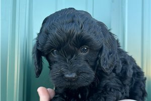 Nikki - puppy for sale