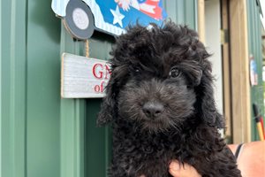 Nikau - puppy for sale