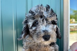 Lemming - Cockapoo for sale