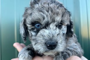 Nimbus - puppy for sale