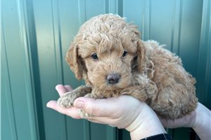 Nile - puppy for sale