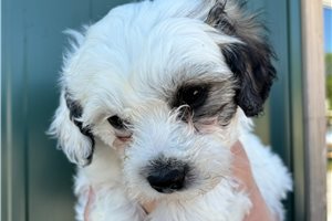 Bryson - puppy for sale