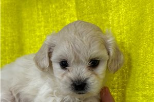 Dahlia - puppy for sale
