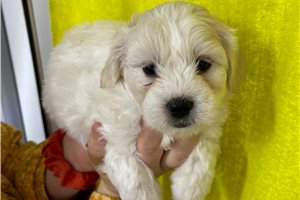 Duncan - puppy for sale