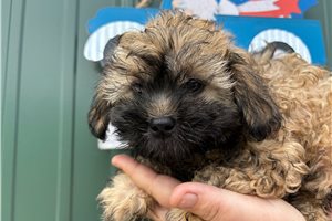 Mason - puppy for sale