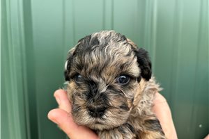 Mateo - puppy for sale