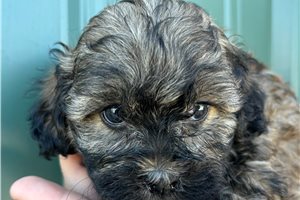 Mia - puppy for sale