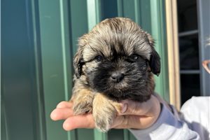 Shih tzu shops and bich s mix puppies for