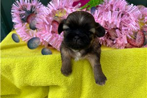 Esmerelda - puppy for sale